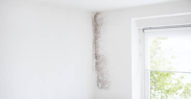 Mold Remediation for Rental Properties in New Castle, DE