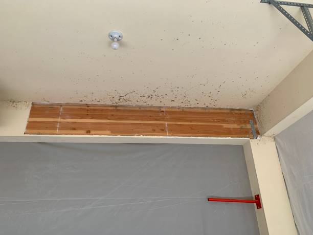 Best Forensic Mold Investigation  in New Castle, DE