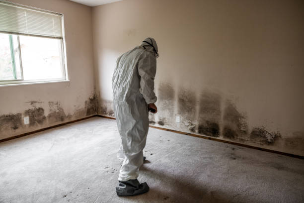 Best Asbestos and Lead Testing During Mold Inspection  in New Castle, DE